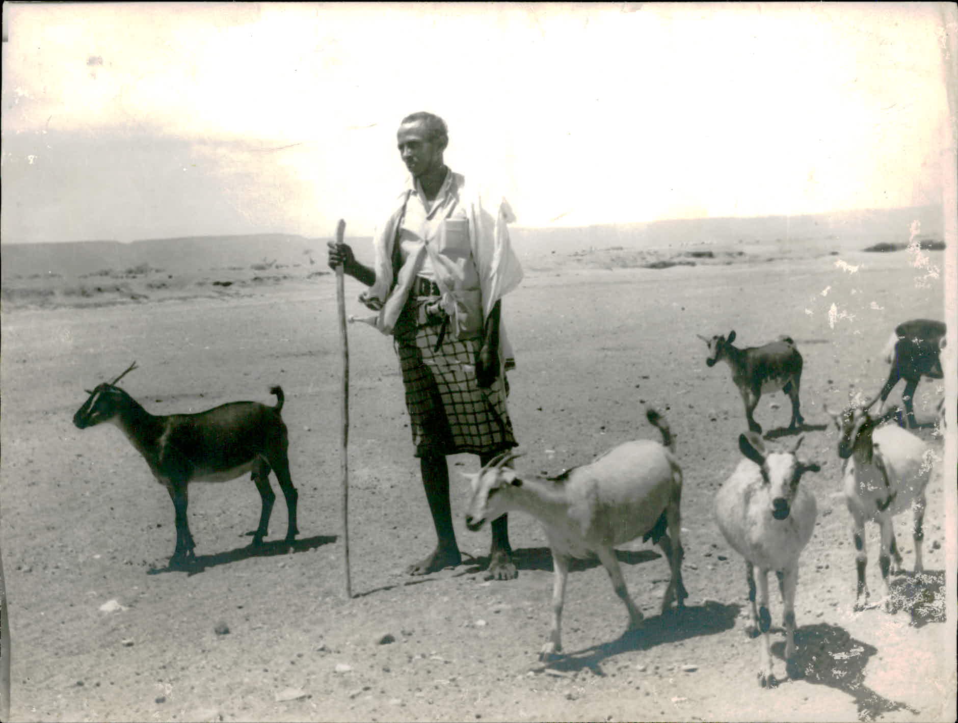 Djiboutien avec son troupeau (nomadisme) entre 1900 et 1925.